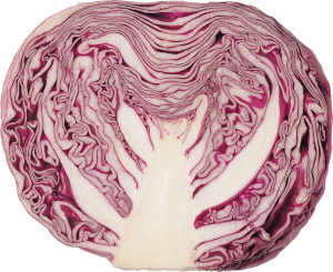 Cabbage PNG image-8784